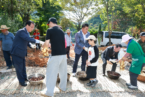 감자삼굿 (11).JPG