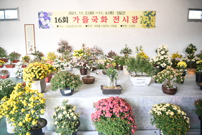 가을국화전시회(1).JPG