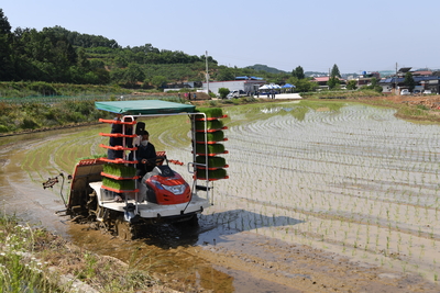 용진읍사랑의벼재배모내기행사(8).JPG