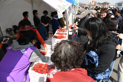 삼례딸기축제(2).JPG