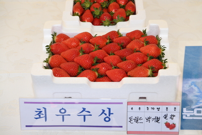 삼례딸기축제(11).JPG