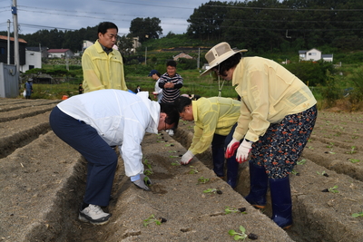 용진읍사랑의배추모심기(9).JPG