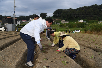 용진읍사랑의배추모심기(10).JPG