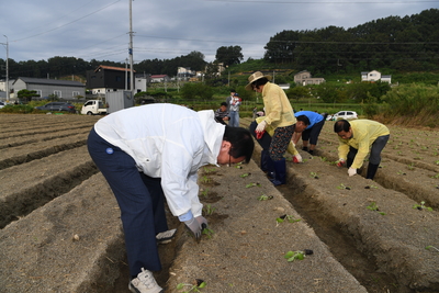 용진읍사랑의배추모심기(14).JPG