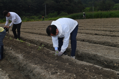 용진읍사랑의배추모심기(26).JPG