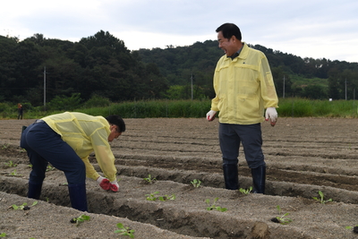 용진읍사랑의배추모심기(31).JPG