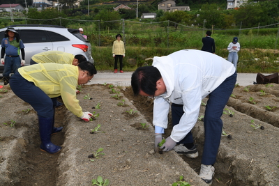 용진읍사랑의배추모심기(33).JPG