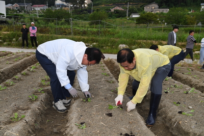 용진읍사랑의배추모심기(43).JPG