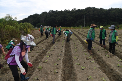 용진읍사랑의배추모심기(45).JPG