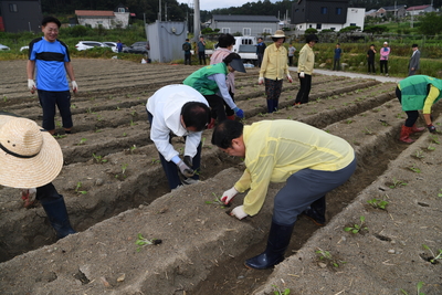 용진읍사랑의배추모심기(46).JPG