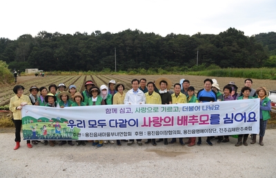 용진읍사랑의배추모심기(54).JPG