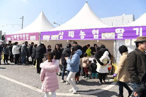 삼례딸기축제 (26).JPG