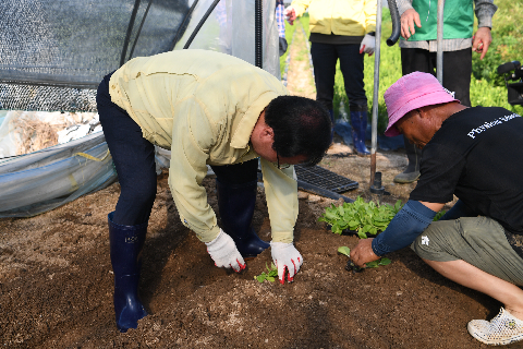 용진읍 사랑의 김장김치나눔 배추 식재행사 (11).JPG