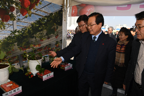 삼례딸기축제 (9).JPG
