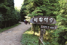 상관편백숲(2).jpg