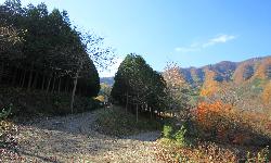 공기마을 편백나무숲