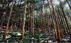 공기마을 편백나무숲