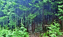 공기마을 편백나무숲
