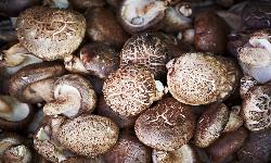 동상 표고버섯