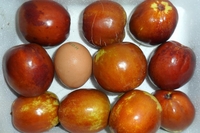 왕대추(사과대추)